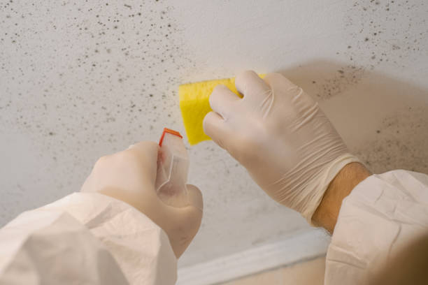Best Mold-Related Health Consultation  in Lake Don Pedro, CA