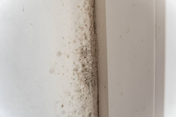 Best Black Mold Removal  in Lake Don Pedro, CA